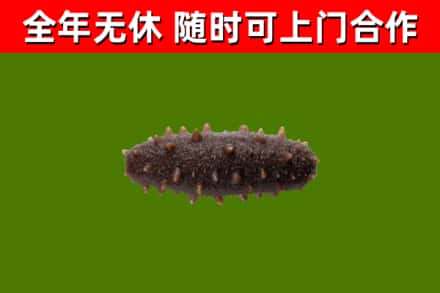 宿州市回收海参干